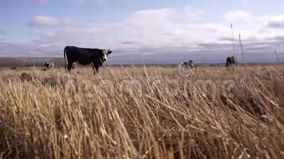 奶牛在秋天的草地上放牧向上射击视频的预览图