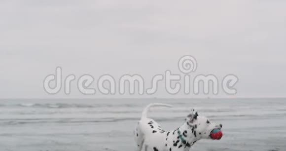在海滩上可怕的狗跑着嘴上挂着一个球特写镜头动作缓慢视频的预览图