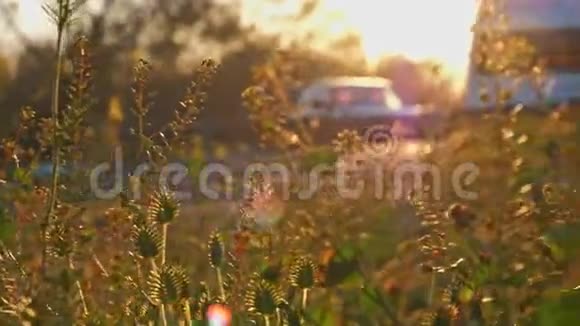 混合物种野生草景在夕阳光下实时生长水平拍摄Woyj旅游面包车背景视频的预览图