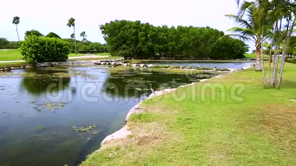 美丽的风景阿鲁巴岛的自然水中可爱的鸟背景是绿树视频的预览图