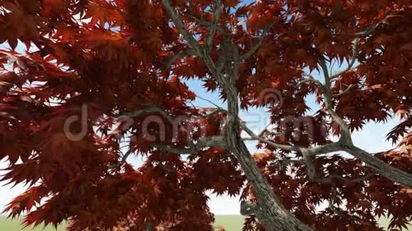 树枝上的栗树叶子视频的预览图