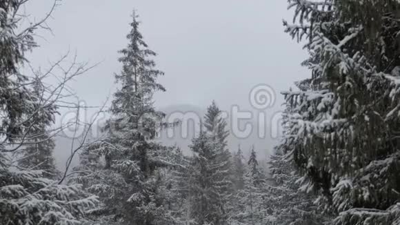 冬天喀尔巴阡山上美丽的松林中飞舞的雪花视频的预览图