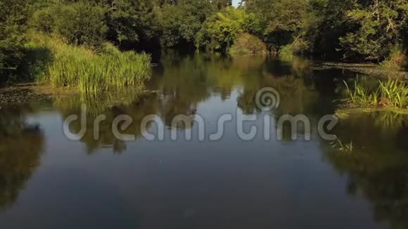 美丽的河景和河岸边的树木视频的预览图