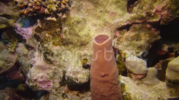 刺管海绵卡利松海绵是红色的在水下的灯视频的预览图