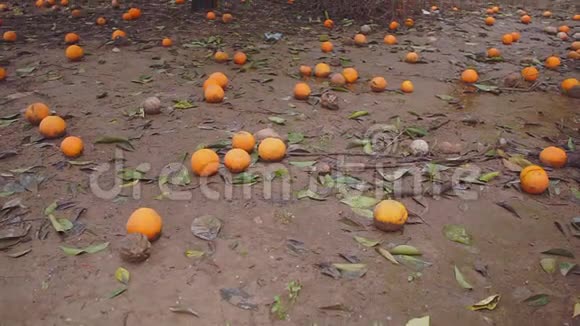 种植园橘子树和橘子躺在地上视频的预览图