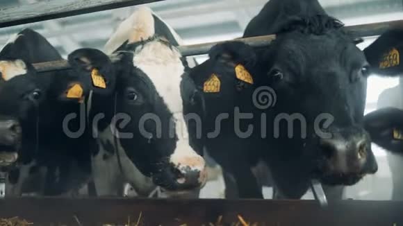 奶牛场里的黑白奶牛正在看着摄像机视频的预览图