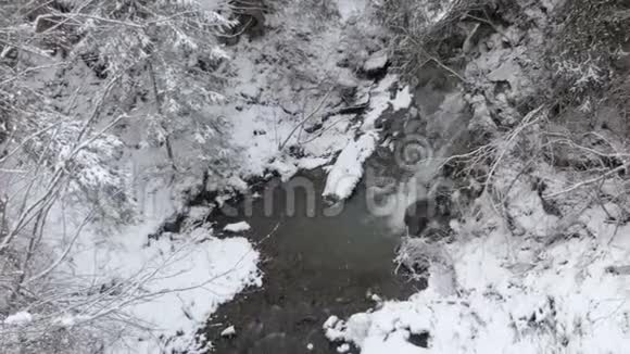 冬季喀尔巴阡山松树间流淌的小瀑布视频的预览图