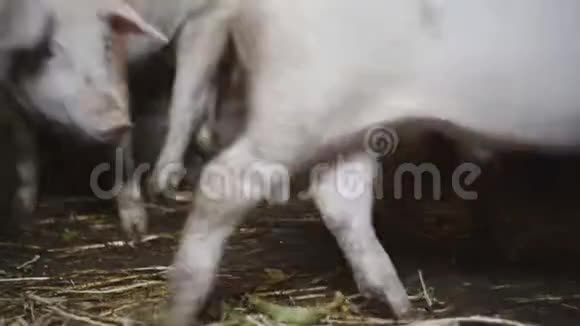 养猪场有许多猪农业视频的预览图