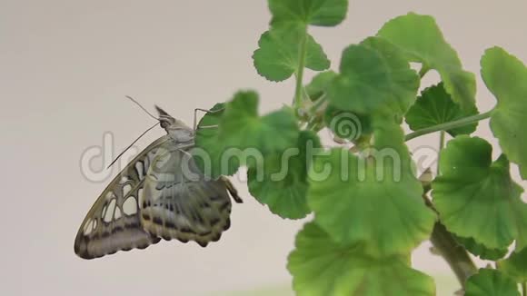 美丽的蝴蝶栖息在花朵上特写大蝴蝶坐在绿叶上昆虫栖息在大自然中视频的预览图