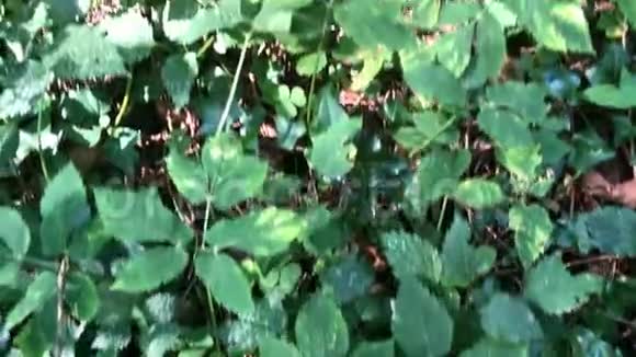 森林里的寄生虫蘑菇视频的预览图