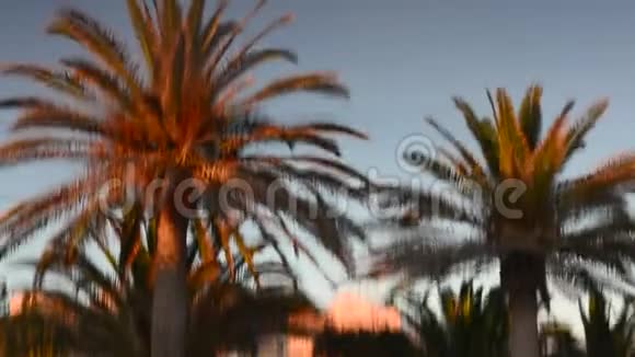 棕榈树反射在游泳池的水面上抽象放松视频的预览图