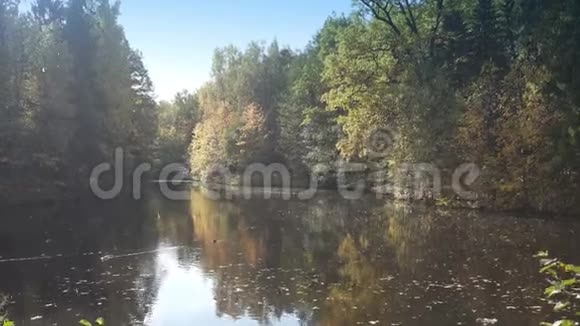 初秋在一个森林湖的岸边空中的雨滴鸭子在水上游泳准备飞行视频的预览图
