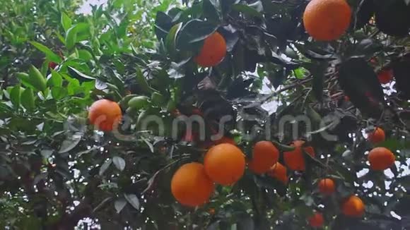 新鲜多汁的橘子挂在花园的树枝上视频的预览图