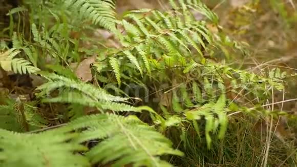 森林里美丽的蕨叶视频的预览图