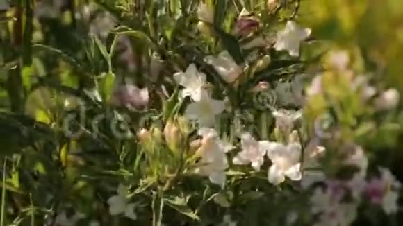 小花丛视频的预览图