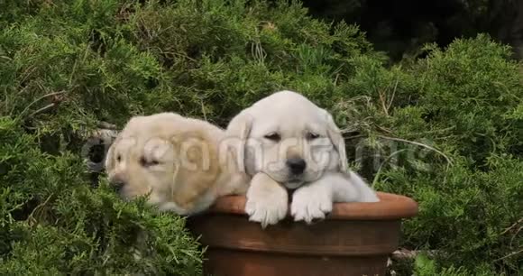 黄色拉布拉多猎犬小狗在花盆里玩耍诺曼底慢动作视频的预览图