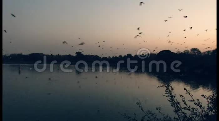 日落时间拍摄的湖与蝙蝠和在天空其中一些在水中视频的预览图