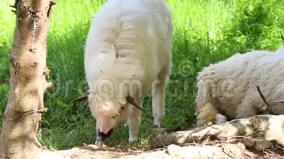 在外站或牧场的大型羊群或羊群视频的预览图