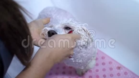 一个女孩在浴室里给她的狗洗澡照顾一只狗BichonFrise视频的预览图
