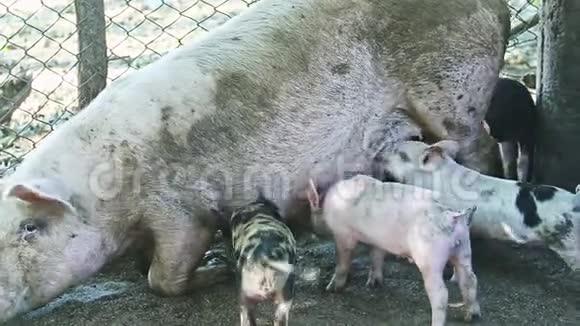 小猪群喝母乳视频的预览图