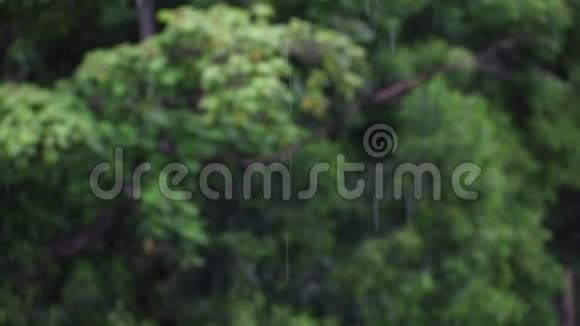 雨水树自然视频的预览图