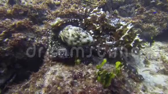 章鱼对交配和绿色海龟章鱼对配偶五颜六色的海洋生物视频的预览图