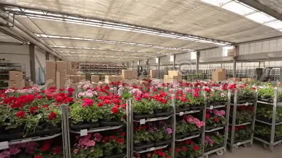 有五颜六色鲜花的仓库一个大仓库的全景有盛开的花朵仓库上盛开的花朵视频的预览图