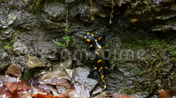 大自然中的蜥蜴森林中的黑爬行动物和黄刺两栖动物视频的预览图