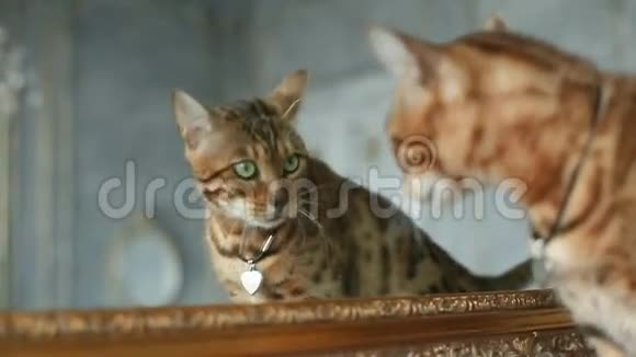 孟加拉猫近镜视频的预览图