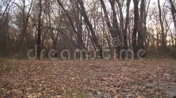 猎狗在秋天的森林里跑过干枯的叶子慢动作视频的预览图