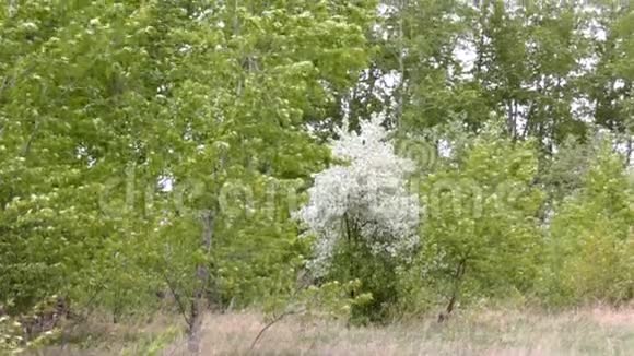 苹果树的花朵和花园里的大风视频的预览图