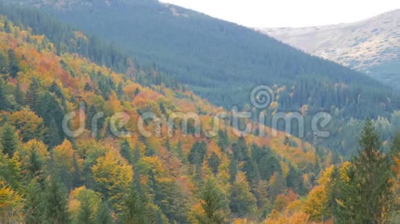 十月初秋喀尔巴阡山上美丽的多色树叶一些人的自然美视频的预览图