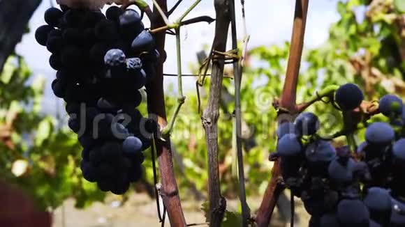 在阳光下的藤蔓植物的深色葡萄视频的预览图