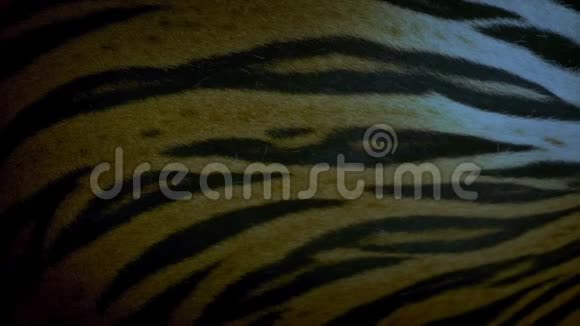 老虎呼吸在晚间细节视频的预览图