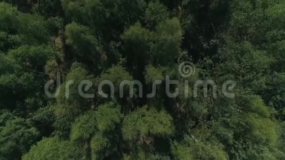 空中观赏夏季绿松和叶面林露营区有大帐篷城市景观视频的预览图