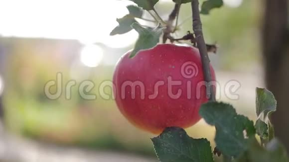 秋天树枝上最后一个红苹果视频的预览图