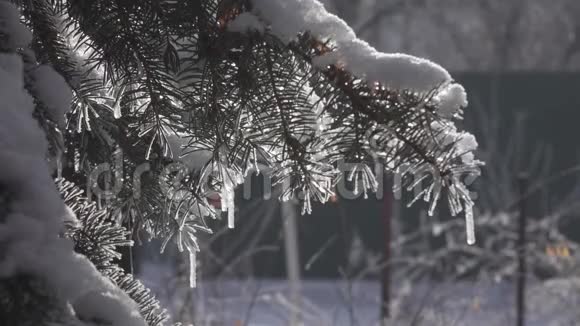 在树上结霜平面页50fps冬季杉树森林与雪的圣诞树视频的预览图