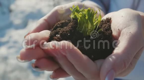 年轻女性的手和生态符号女人手拿着绿色的小芽一个女人抱着一个发芽的视频的预览图