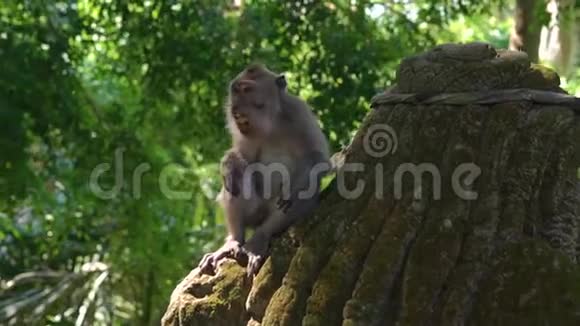 在乌布德猴子森林的生态公园里一只坐在石像上的雄斑猴慢动作稳定镜头视频的预览图