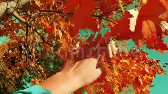 秋天的景象手触摸秋红枫叶与阳光越过模糊的背景观点波夫慢动作视频的预览图