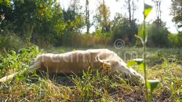 阳光明媚的一天快乐的狗种拉布拉多狗在公园的草坪上抓着他的背一只金毛猎犬到处乱跑视频的预览图