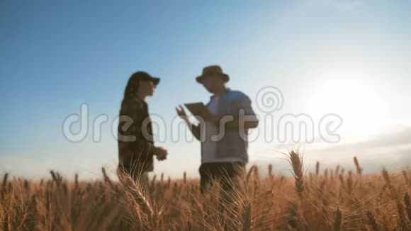 两个农民在一片麦田里对着蓝天说话一群农民站在麦田里用平板电脑控制视频的预览图