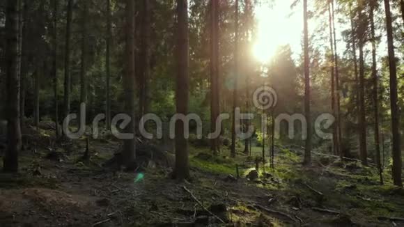森林追踪太阳神奇森林野生森林视频的预览图