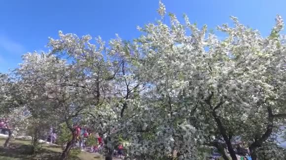 风用白花摇动苹果树的枝条视频的预览图