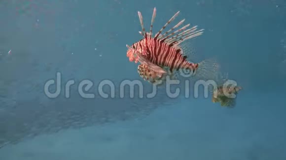 狮子鱼在埃及附近的红海潜水视频的预览图