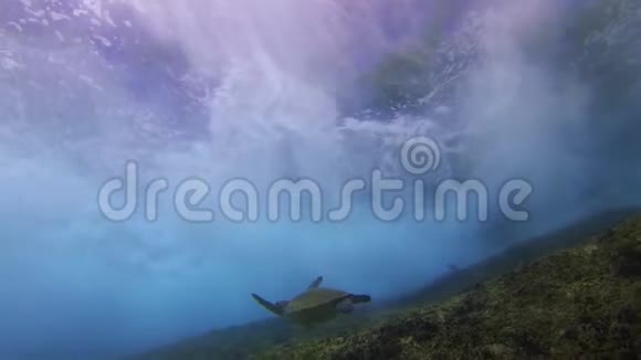 绿海龟游泳接近剧烈的海浪和蓝色的阳光照射的海面视频的预览图
