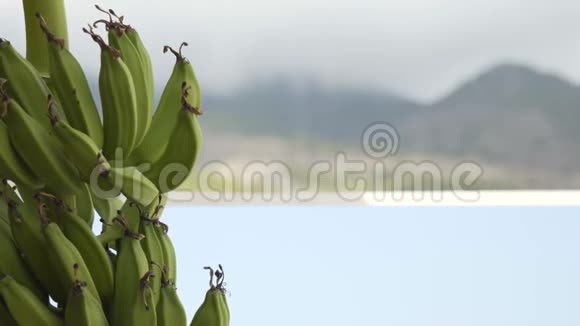 山中的香蕉树视频的预览图