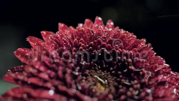 深红菊花在黑暗中滴入视频的预览图