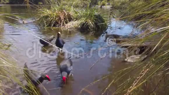 紫子和鸭子在池塘里觅食视频的预览图