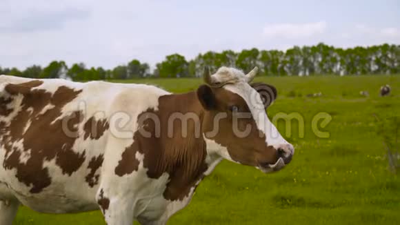 美丽的五颜六色的奶牛在山坡上的草地上吃草阳光明媚夏天4K视频的预览图